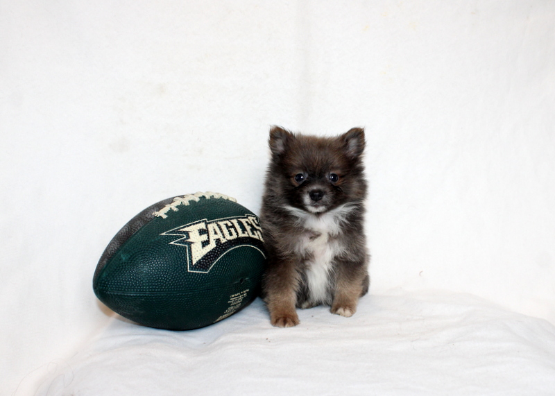 puppy, for, sale, Pomeranian, Matthew B. Stoltzfus, dog, breeder, Gap, PA, dog-breeder, puppy-for-sale, forsale, nearby, find, puppyfind, locator, puppylocator, aca